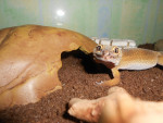Geckoïna - Gecko (1 Jahr)