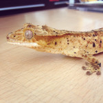 Mituna - Männlich Gecko (6 Monate)